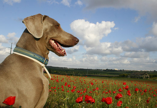 Apprendre le rappel  son chien en 3 tapes