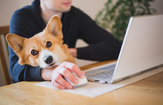 Prparer la rentre avec son chien