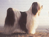 Fiches Races Chiens