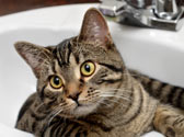 Comment toiletter votre chat ?