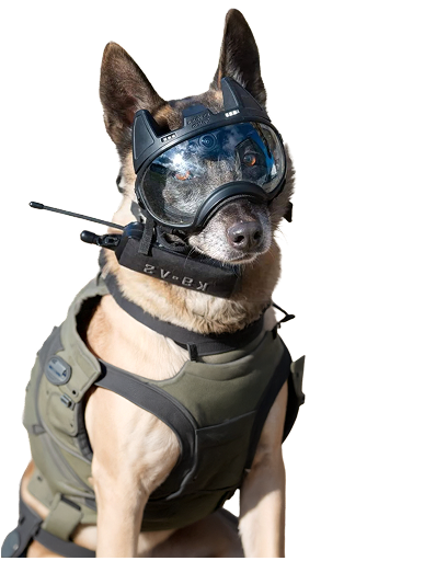 Protection des chiens