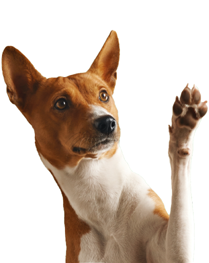 Chiens