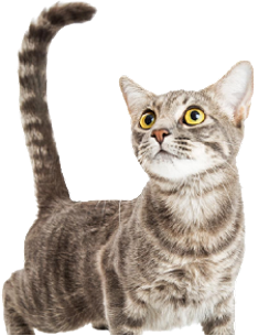 Chats