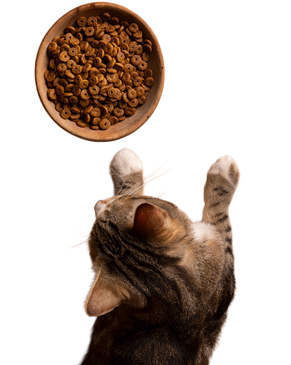 Alimentation