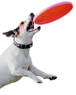 Sport Canin
