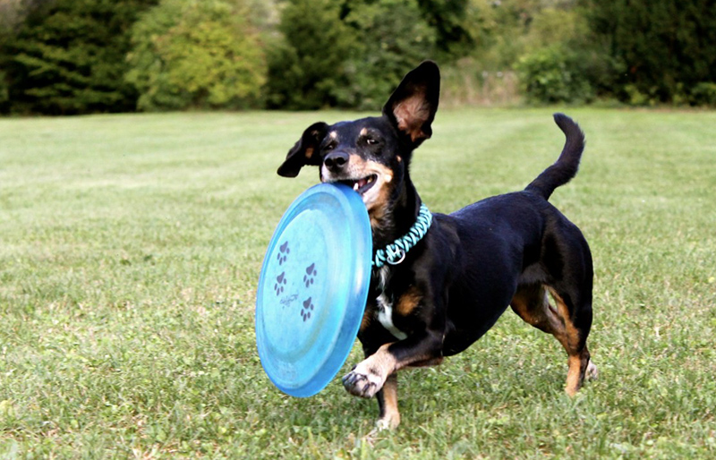 Jouets pour chiens et chiots : les frisbee. Animalerie Esonne 91 Montlhéry