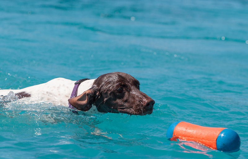 Jouets flottants pour chiens. Pour l'eau en mer ou piscine. 