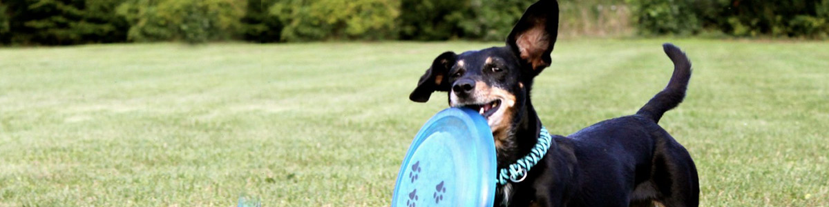 Jouets fresbee et lançeurs de balles pour chien et chiot : animalerie Morin