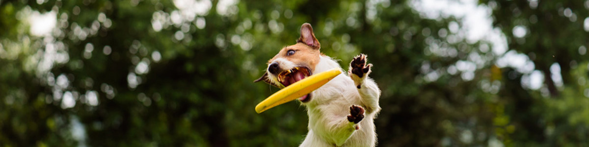 Jouets Starmark pour chien et chiot : balles, frisbee...