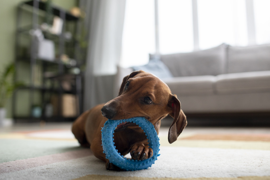 Les meilleurs jouets pour chien : guide complet !
