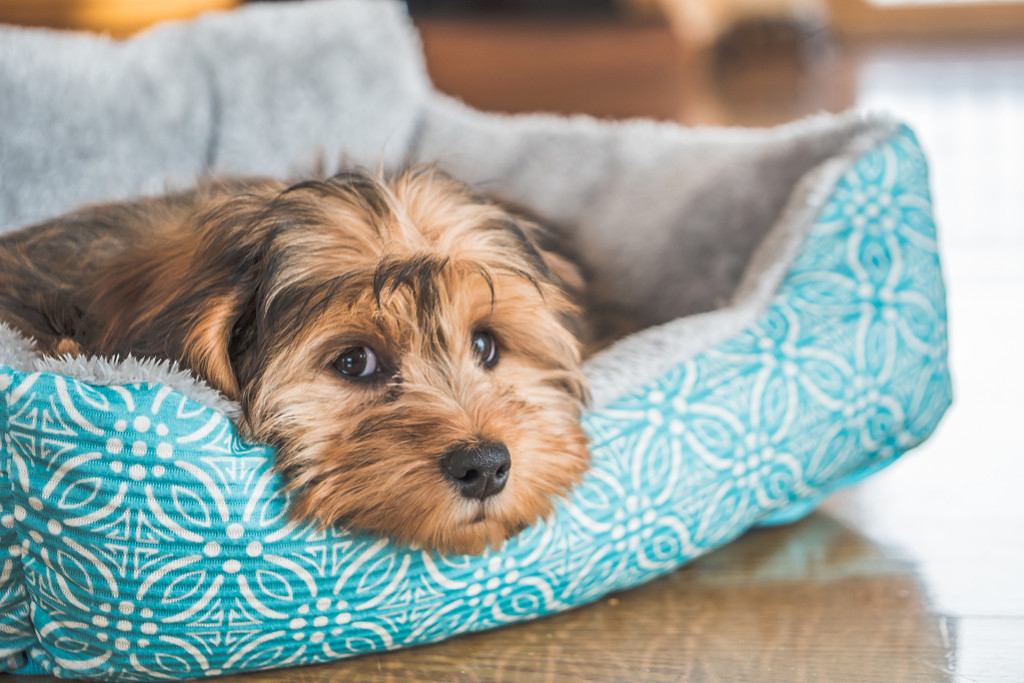 Comment choisir un panier adapté à votre chien ?