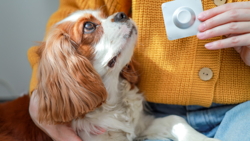 Contraception de la chienne