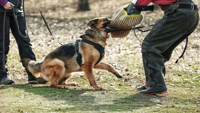 L'activité de dressage des chiens au mordant, que dit la loi ?
