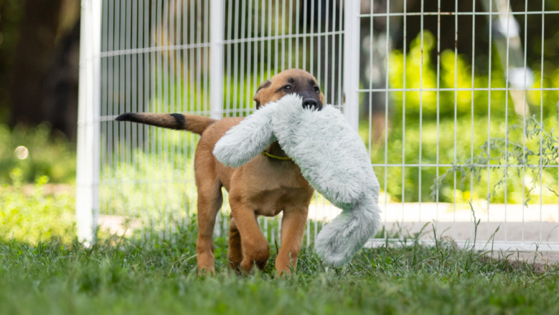 Comment choisir un chenil pour chien ?