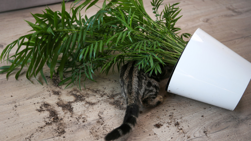 Les bons réflexes pour punir son chat