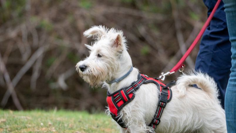 Harnais pour chien : comment choisir ?