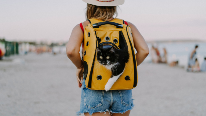 Le sac à dos pour chat : effet de mode ou vraie bonne idée ?