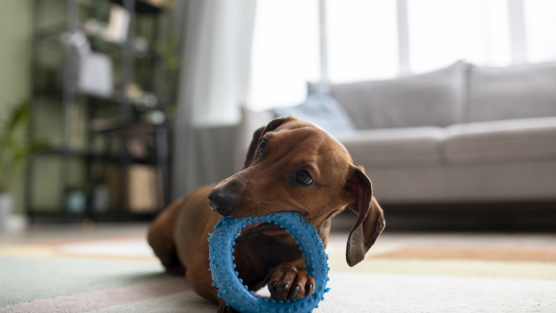 The best dog toys: complete guide!
