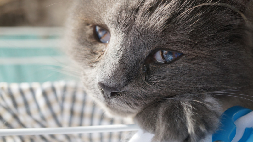 Arthrose, vision qui baisse : prendre soin d’un chat âgé