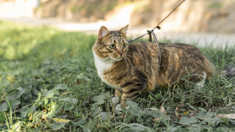 Chat aveugle : bien vivre avec un félin handicapé
