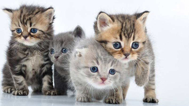 Comment s’occuper d’une portée de chats ?