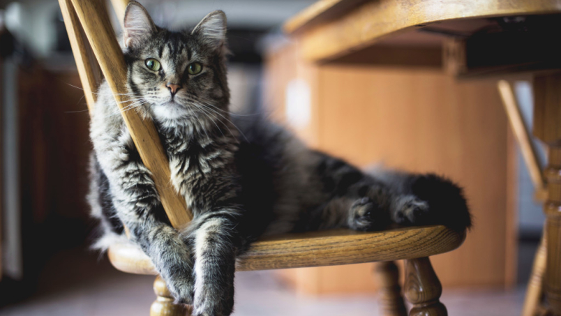 Chat d’appartement : quelles races s’adaptent le mieux ?