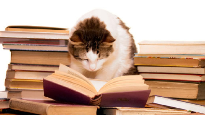 Quels sont les aliments toxiques pour les chats ?