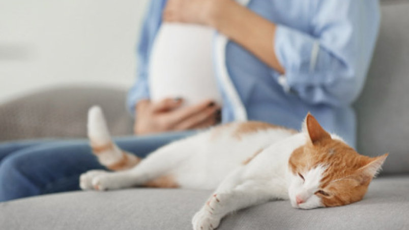 Grossesse et chat : le danger est-il réel ?