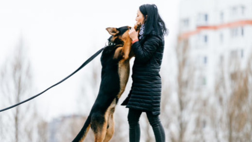 Mon chien saute sur les gens, que faire ?