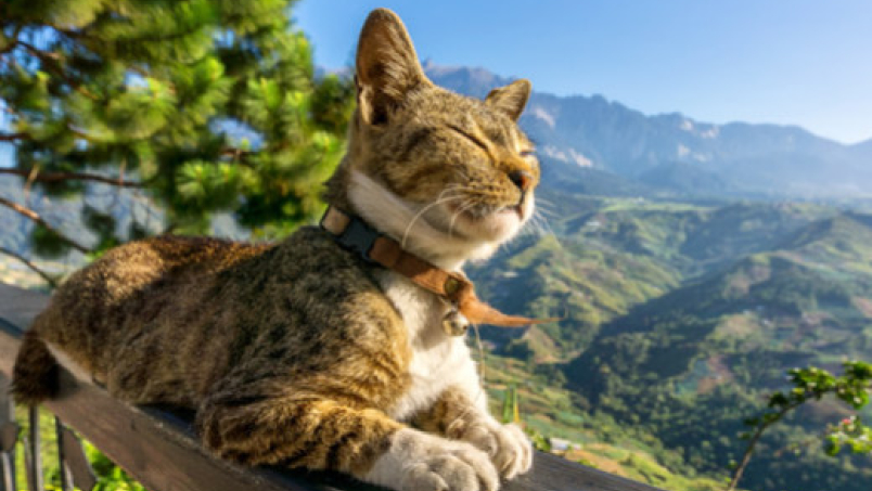 Comment habituer mon chat à vivre en extérieur ?