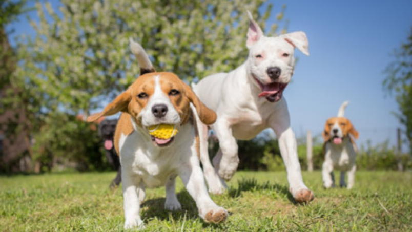 Les parcs canins, qu’est-ce que c’est ?