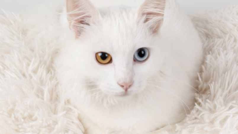 Comment s’occuper d’un chat sourd ?