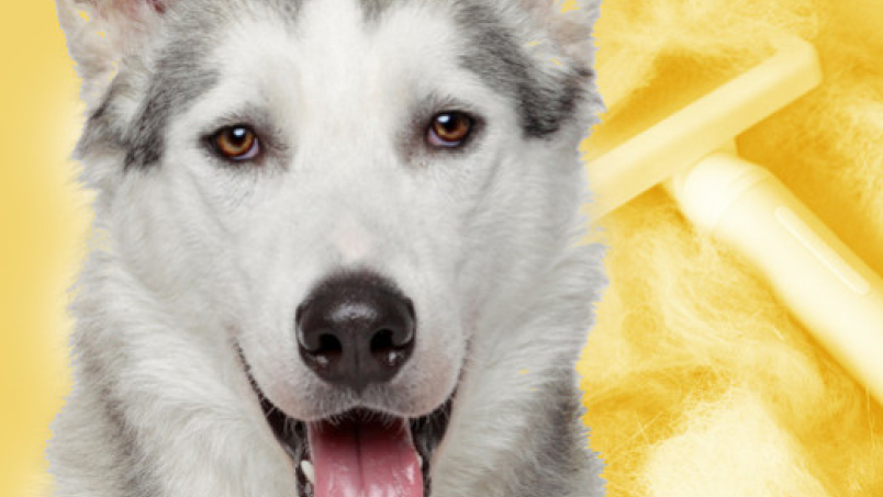 Tout savoir sur la mue du chien