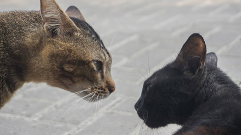 Les conflits entre chats expliqués