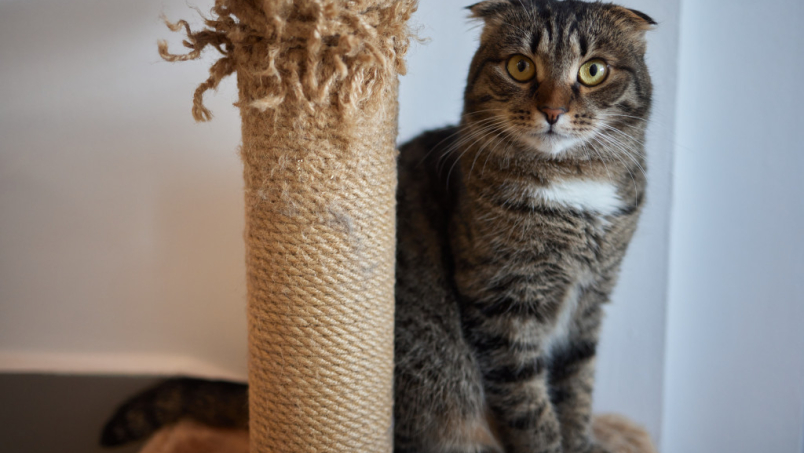 Comment nettoyer un arbre à chat ? Nos astuces pour nettoyer arbre à chat