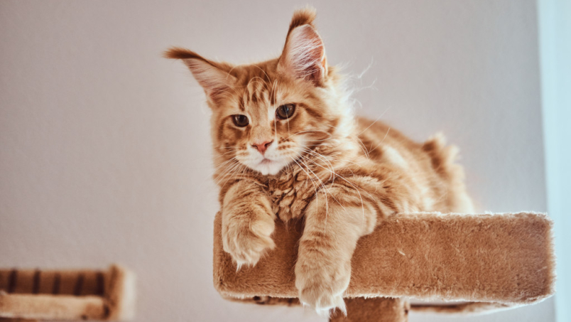 Quels sont les accessoires indispensables pour un chat ?