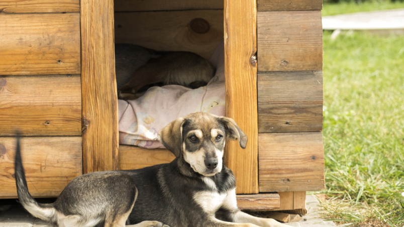 Quel couchage est adapté à votre chien ?