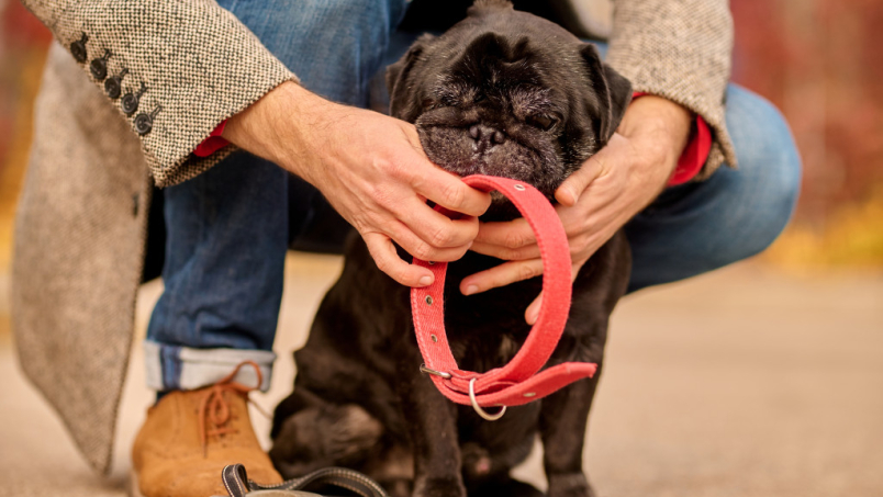 Quels sont les différents types de colliers pour chien ?