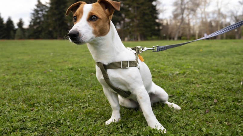 Comment choisir une laisse pour votre chien ?