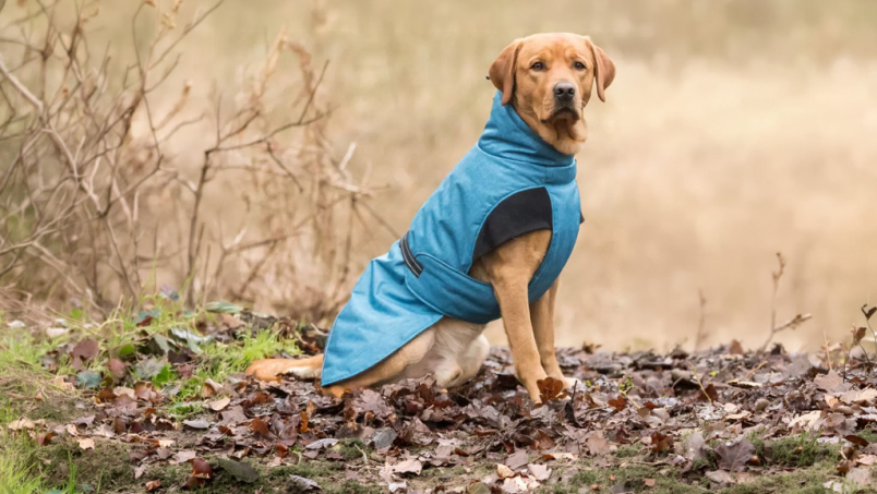 Comment choisir un manteau pour votre chien?