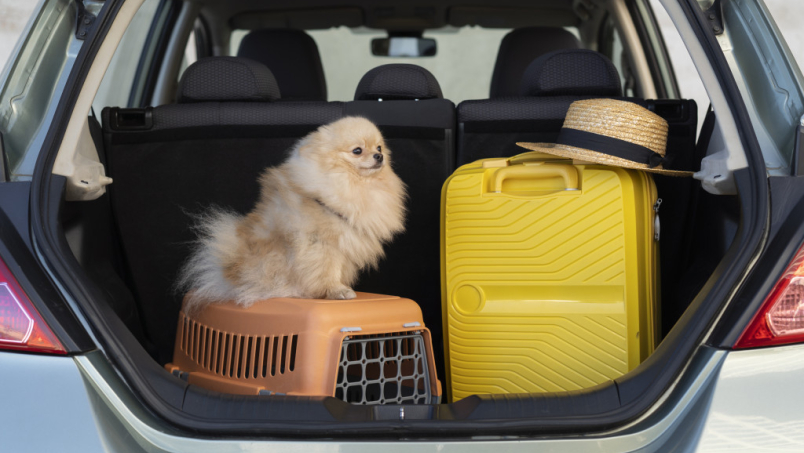 Comment voyager confortablement avec son chien ?