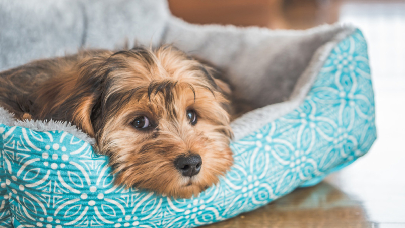 Comment choisir un panier adapté à votre chien ?