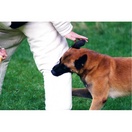 Costume entranement veste manches renforces - MORIN Sport Canin - image 3