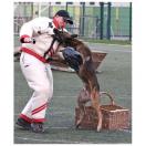 Costume comp�tition - MORIN Sport Canin - image 7
