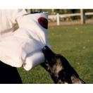 Manchette d’entraînement avec boudin - MORIN Sport Canin - image 2