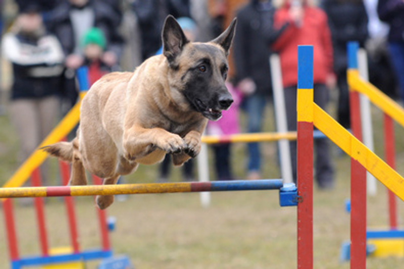 Le guide ultime pour choisir le parc pour chien parfait.