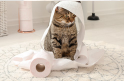 Maison de toilette pour chat Trixie Désodorisant de litière fraîcheur  Simple'n'Clean, poudre de bébé, 750g