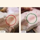 Flatazor Protect Dermato pour chiens - image 5