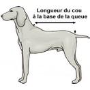 Manteau pour Lévrier Greyhound en tissu thérapeutique - image 2
