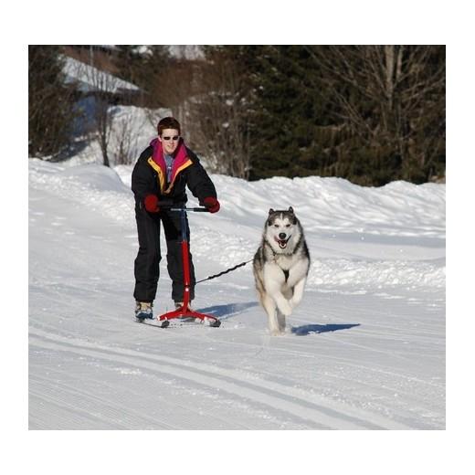 Harnais pour chiens de traîneau. Sport canin : Attelage canin, Ski